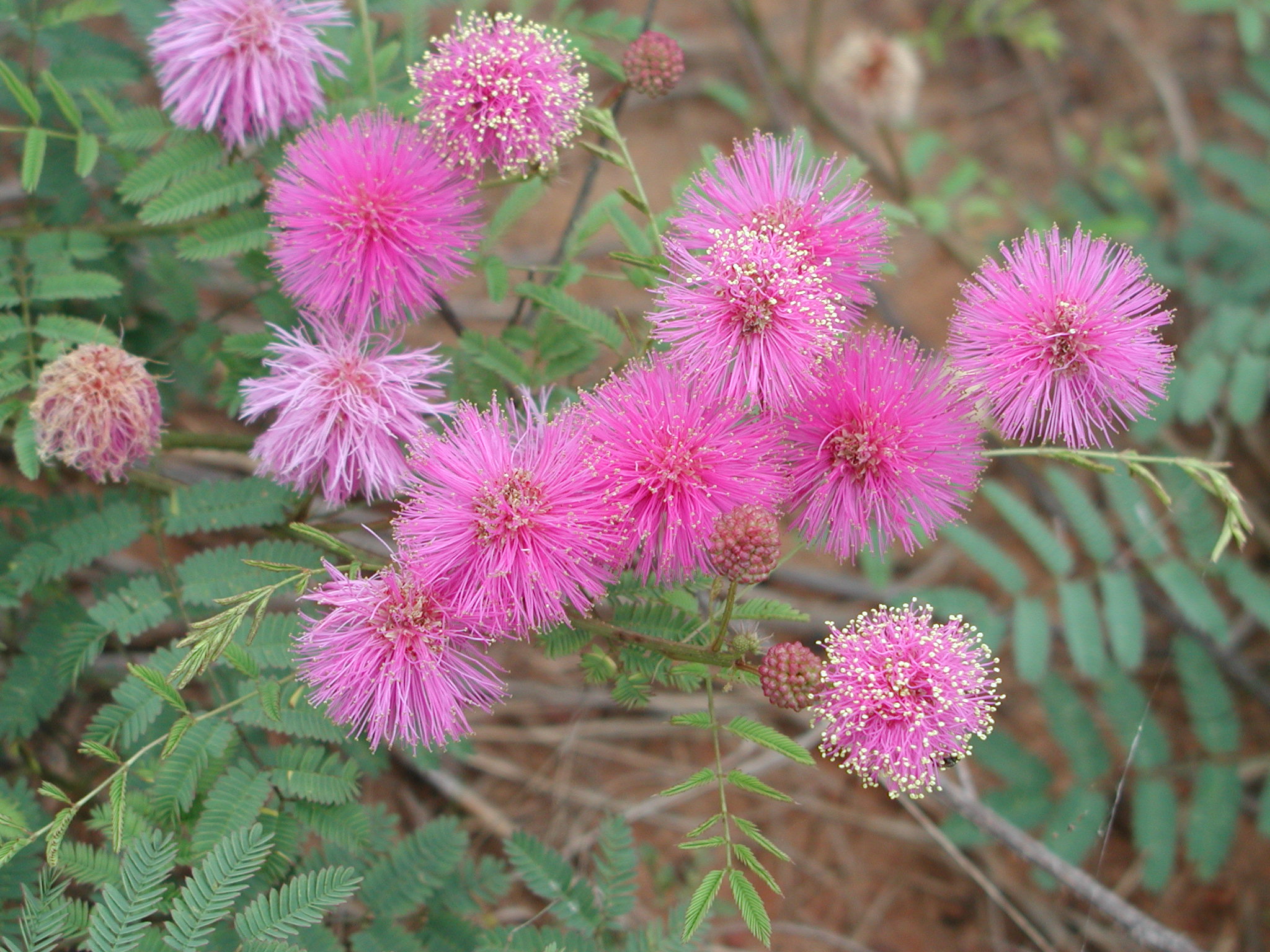 Plant of the Week: Mimosa nuttallii, Sensitive Briar — Sept. 2, 2016